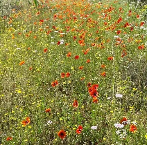 Kallimos Appartement *