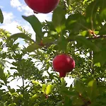 Kallimos Апартаменты