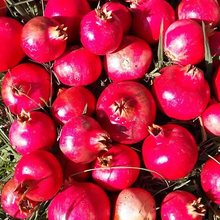 アパート Kallimos ヴァシリキ