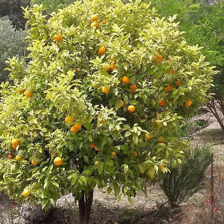 Kallimos アパート