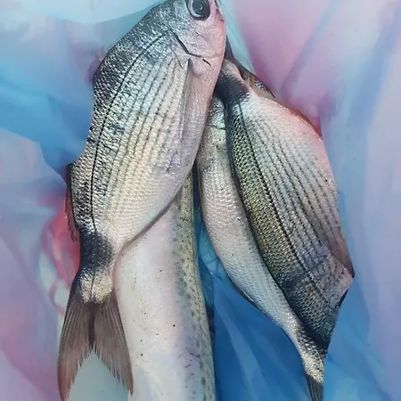 Kallimos アパート