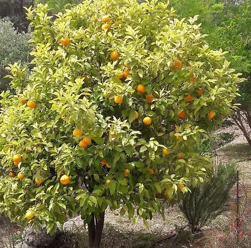 Kallimos アパート