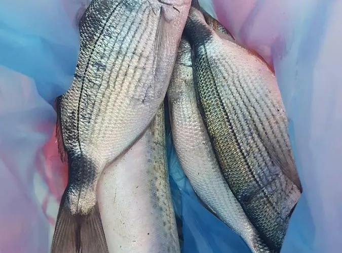 Kallimos アパート