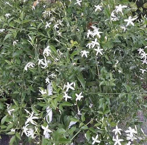 Kallimos ヴァシリキ